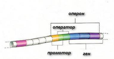 Оперон - це що таке