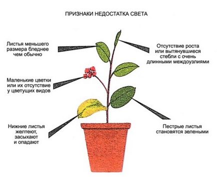 Освітлення для квітів в квартирі як підібрати