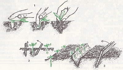 A csemegekukorica csepegtető öntözési technológia termesztés