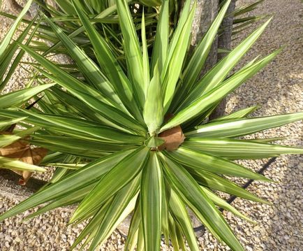 Слонова юка (yucca elephantipes) фото, опис, пересадка, догляд в домашніх умовах, хвороби,