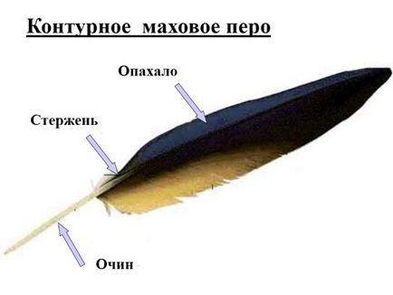 Будова махового крила значення оперення