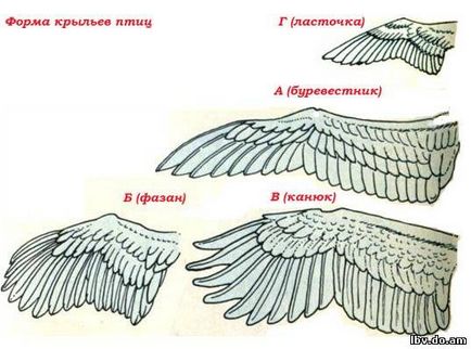 Будова махового крила значення оперення