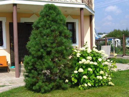 Види і форми крон дерев, вплив форми дерева на сприйняття