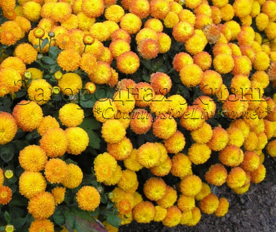 Хризантема садова багаторічна кущова (chrysanthemum), квітка