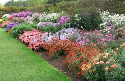 Хризантема садова багаторічна кущова (chrysanthemum), квітка