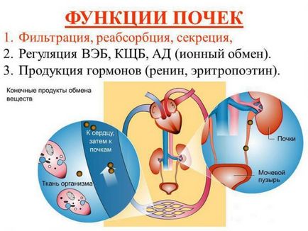 Алкоголь і нирки що робити якщо після п'янки болять нирки