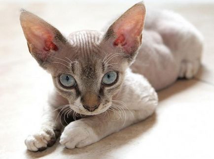 Devon Rex снимки на котки, цена, естеството на порода, описание, видео
