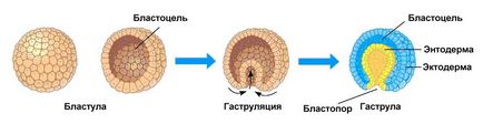 Гамети, student guru