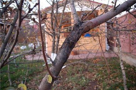 Як захистити яблуню і грушу від хвороб і шкідників