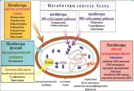 Чи можна пити пиво при прийомі антибіотиків