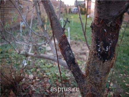 Основні хвороби груші, аппяпм