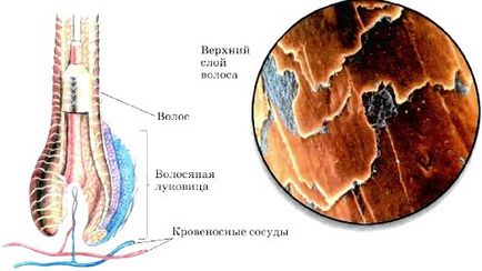 Будова і функції шкіри