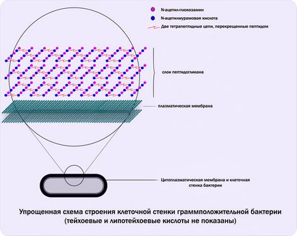 Актиноміцети будова і життєдіяльність