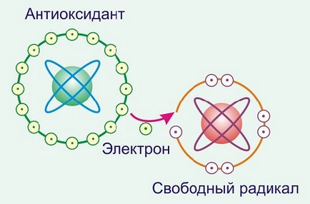 Антиоксиданти - захист організму від токсинів - здорове довголіття