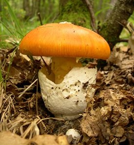 Мухомор цезаря (мухомор цезаря) (amanita caesarea) (мухомор) Мухомор цезаря (мухомор цезаря) (amanita caesarea)