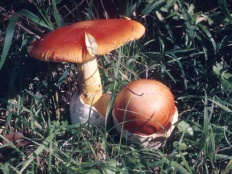 Мухомор цезаря (мухомор цезаря) (amanita caesarea) (гриб) Мухомор цезаря (мухомор цезаря) (amanita caesarea)