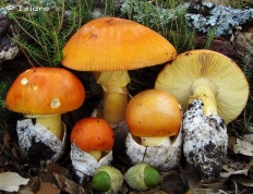 Мухомор цезаря (мухомор цезаря) (amanita caesarea) (amanita caesarea) Мухомор цезаря (мухомор цезаря) (amanita caesarea)