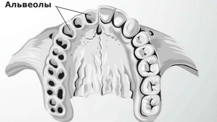 Де знаходяться альвеоли в роті фото відповідь для чого вони потрібні