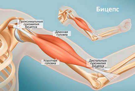 Як накачати великі руки - кращі вправи і програма тренувань