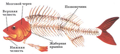 Як намалювати скелет риби олівцем поетапно