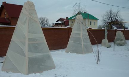 Як правильно посадити або пересадити ялину на дачі, за город і сад