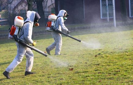 Кліщ в лісі який він і як з ним не зустрітися