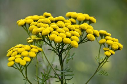 Мавританський газон на фото процес створення своїми руками на ділянці