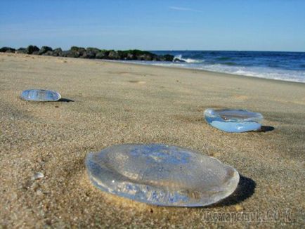 Медузи чорного моря фото і опис