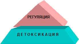 Міжклітинний простір і його роль