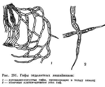 Накипні лишайники - це (клітини водоростей які) Накипні лишайники - це