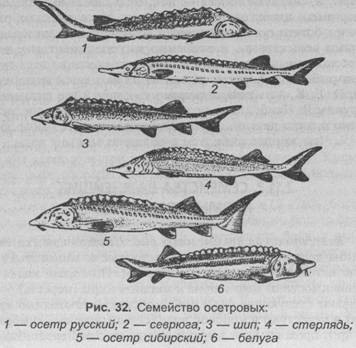 Огляд сімейства осетрових