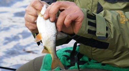 Особливості лову чебака в водоймах сибіру - плотва