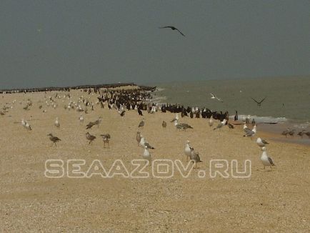 Відпочинок з дітьми і житло на азовському морі без посередників - Довжанський ласкаво Довжанка - Довжанка -