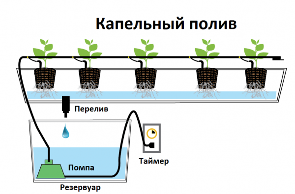 Правила вирощування полуниці в теплиці круглий рік