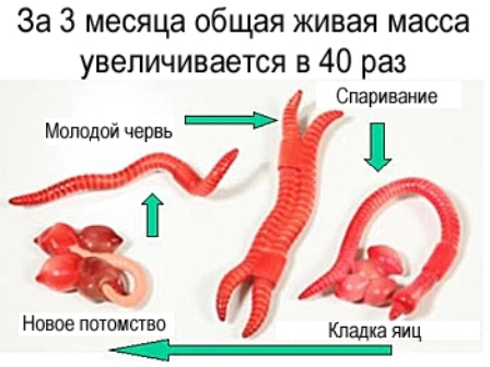 Розведення дощових черв'яків в домашніх умовах як бізнес