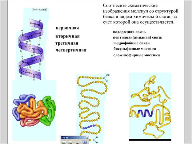 Роль білків в організмі, природні джерела білків - студопедія