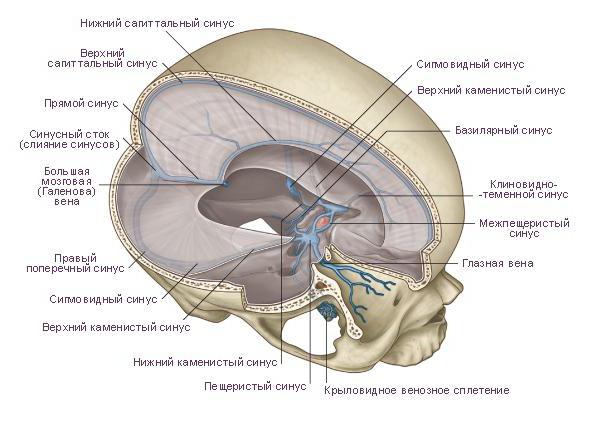 Orrmelléküregek a dura mater (vénás orrmelléküregek, az agy melléküregek) anatómia, függvények