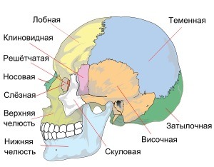 Скільки кісток в черепі