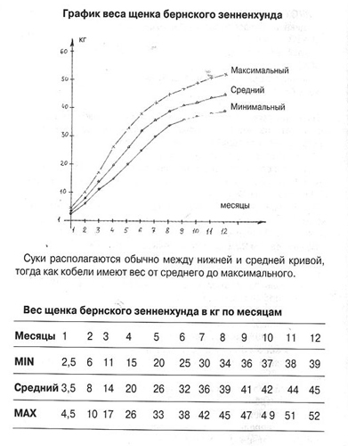 Поради купують цуценя бернского зенненхунда, розплідник бернськіх зенненхундів