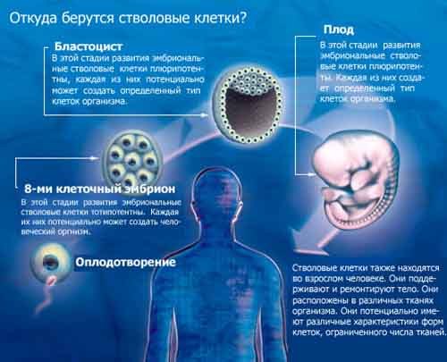 Стовбурові клітини міфи і реальність