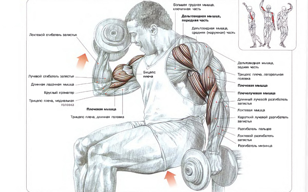 Вправи на біцепс для швидкого росту м'язів, trainingbody