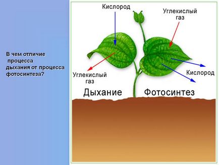 У чому відмінність процесу дихання від процесу фотосинтезу - презентація 69397-16