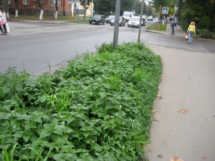 Види бур'янів на газоні, причини появи і способи боротьби з ними