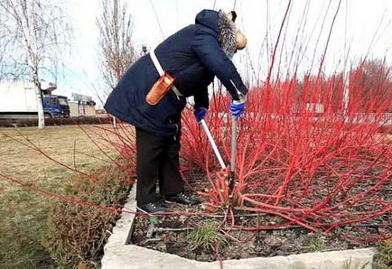 Жива огорожа з дерену білого та інших сортів особливості посадки і догляду