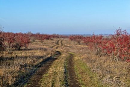 Глід - опис, лікувальні властивості, застосування, фото глоду