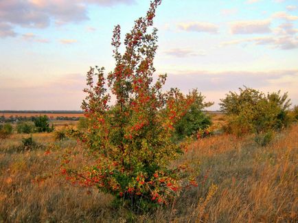 Глід - опис, лікувальні властивості, застосування, фото глоду