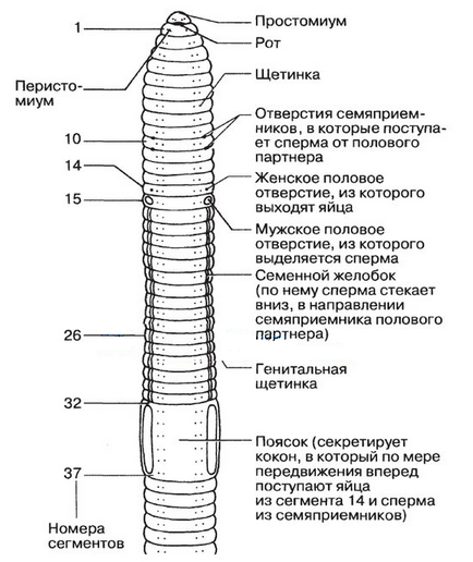 черв'як дощової