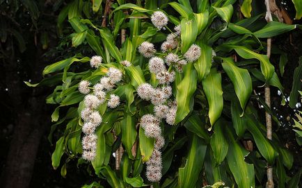 Dracaena засаждане, пресаждане и грижи в къщи снимка