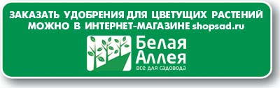 Фіалки цвітуть у листопаді (полив фіалок) Фіалки цвітуть у листопаді