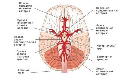 Гіпоплазія артерії головного мозку - симптоми і лікування